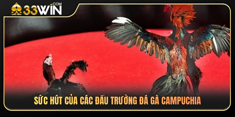 Đá Gà Campuchia 33WIN – Điểm Khác Biệt Khi Theo Dõi Trận Đấu 2 Yếu tố tạo nên sức hấp dẫn của trường gà Campuchia