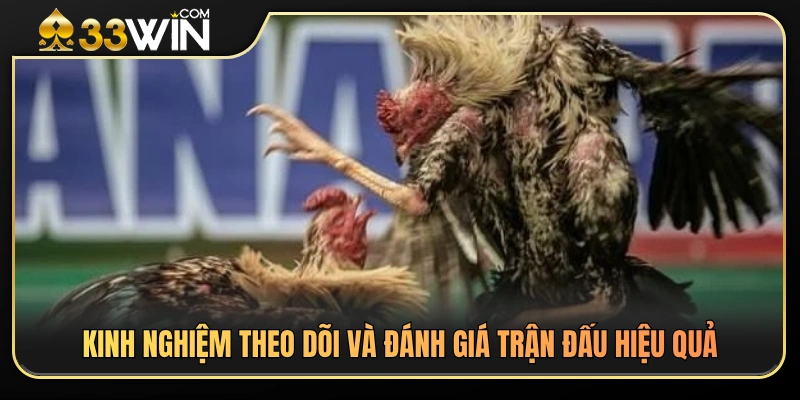 Đá Gà Campuchia 33WIN – Điểm Khác Biệt Khi Theo Dõi Trận Đấu 4 Bí quyết quan sát và nhận định trận đá gà chuẩn xác hơn
