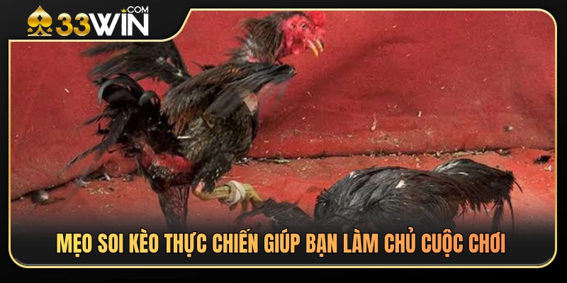 Kinh nghiệm phân tích kèo đá gà cựa dao hiệu quả từ cao thủ 