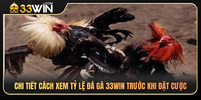 Hướng dẫn đọc bảng tỷ lệ đá gà 33WIN dành cho người mới 